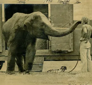 Circus elephant with its handler